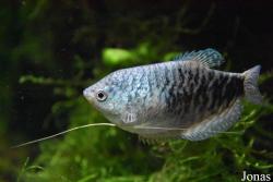 Trichopodus trichopterus