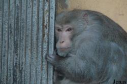 Qingdao Zoo