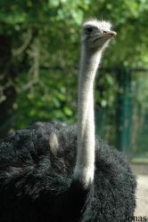Struthio camelus australis