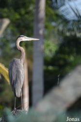 Ciénaga de Zapata