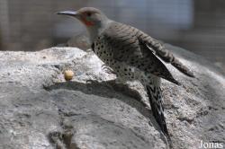 Colaptes auratus
