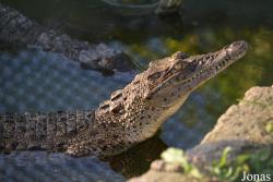 Criadero de Cocodrilos Crocodile Breeding Farm de Guama
