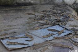 Criadero de Cocodrilos Crocodile Breeding Farm de Guama