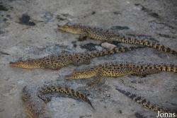 Criadero de Cocodrilos Crocodile Breeding Farm de Guama
