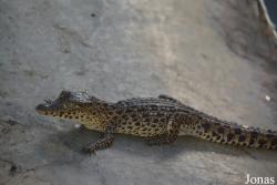 Criadero de Cocodrilos Crocodile Breeding Farm de Guama