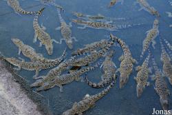 Criadero de Cocodrilos Crocodile Breeding Farm de Guama