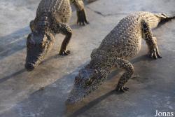 Criadero de Cocodrilos Crocodile Breeding Farm de Guama