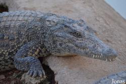 Criadero de Cocodrilos Crocodile Breeding Farm de Guama