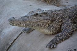 Criadero de Cocodrilos Crocodile Breeding Farm de Guama