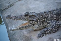 Criadero de Cocodrilos Crocodile Breeding Farm de Guama