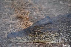 Criadero de Cocodrilos Crocodile Breeding Farm de Guama
