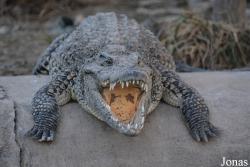 Criadero de Cocodrilos Crocodile Breeding Farm de Guama