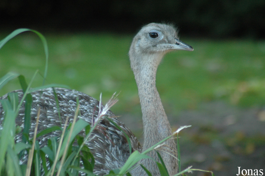 Vogelpark Walsrode