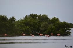 Ciénaga de Zapata