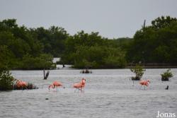 Ciénaga de Zapata