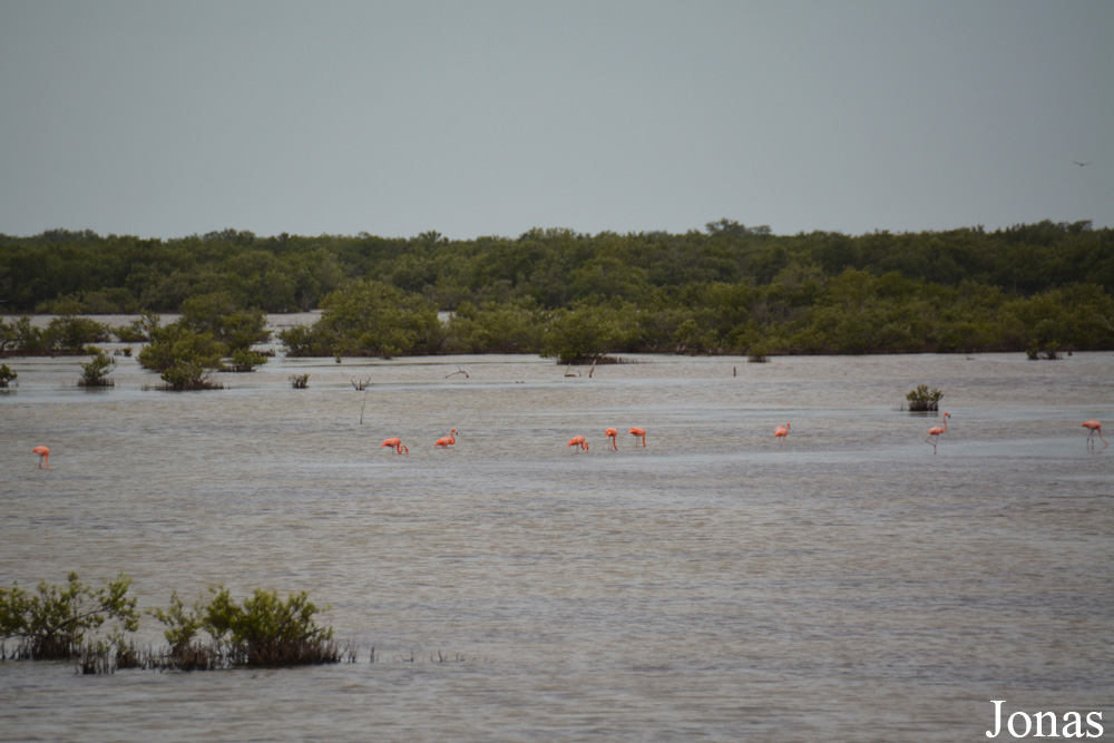Ciénaga de Zapata