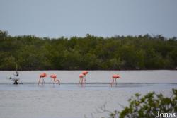 Ciénaga de Zapata