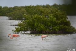 Ciénaga de Zapata