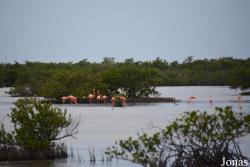 Ciénaga de Zapata