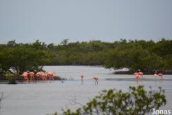 Ciénaga de Zapata