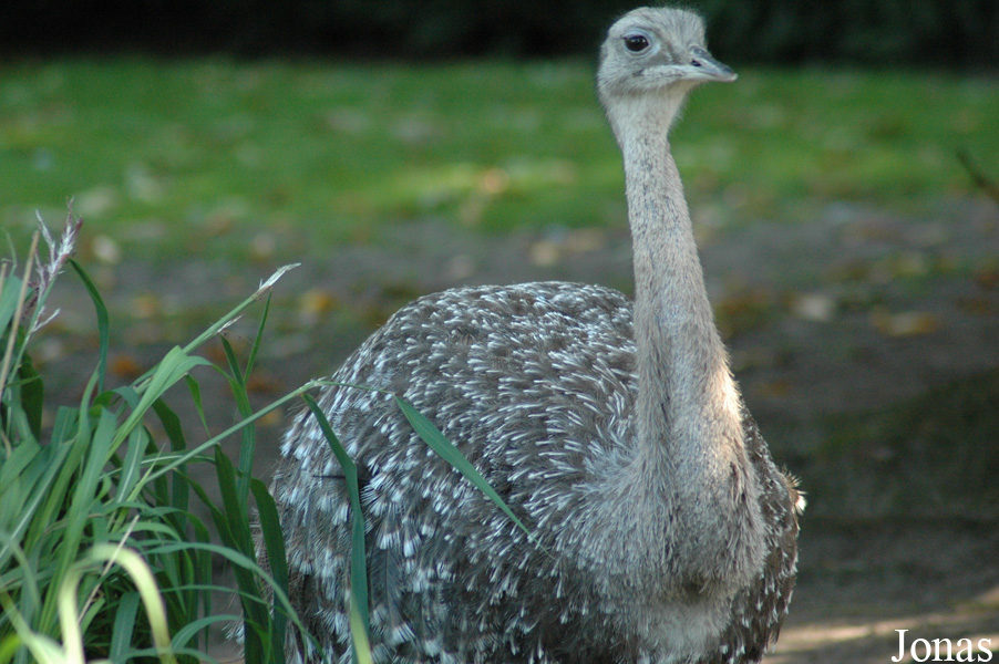 Vogelpark Walsrode