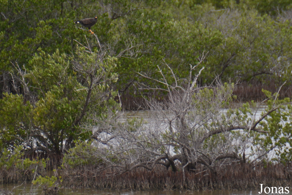 Ciénaga de Zapata