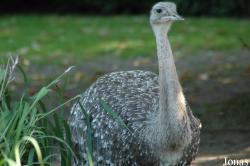Vogelpark Walsrode