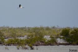 Ciénaga de Zapata