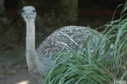 Vogelpark Walsrode