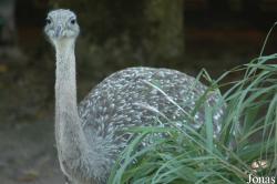 Vogelpark Walsrode