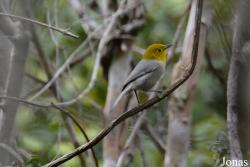Teretistridae