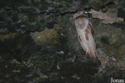 Ciénaga de Zapata