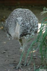Vogelpark Walsrode
