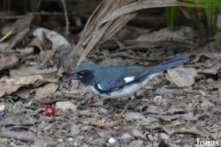 Setophaga caerulescens