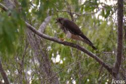 Buteo platypterus