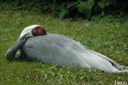 Vogelpark Walsrode