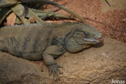 Indianapolis Zoo