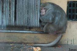 Qingdao Zoo