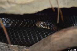 Indianapolis Zoo
