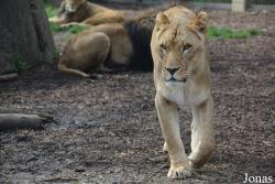 Indianapolis Zoo