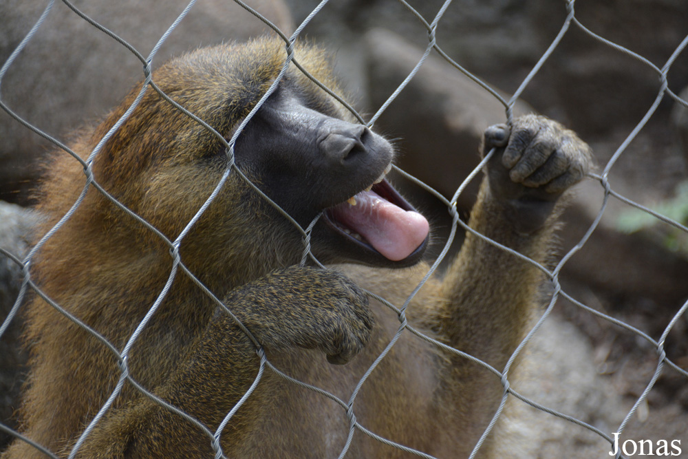 Indianapolis Zoo