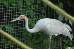 Vogelpark Walsrode