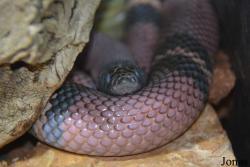 Indianapolis Zoo