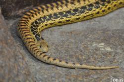 Pituophis melanoleucus