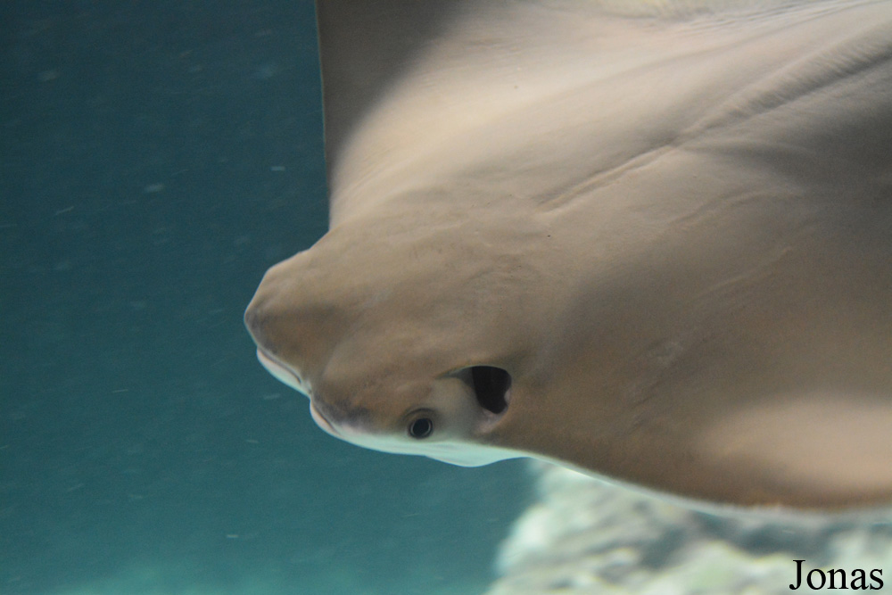 Indianapolis Zoo