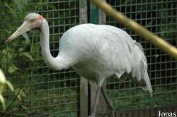 Vogelpark Walsrode