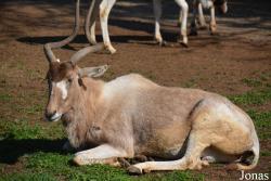 Louisville Zoo
