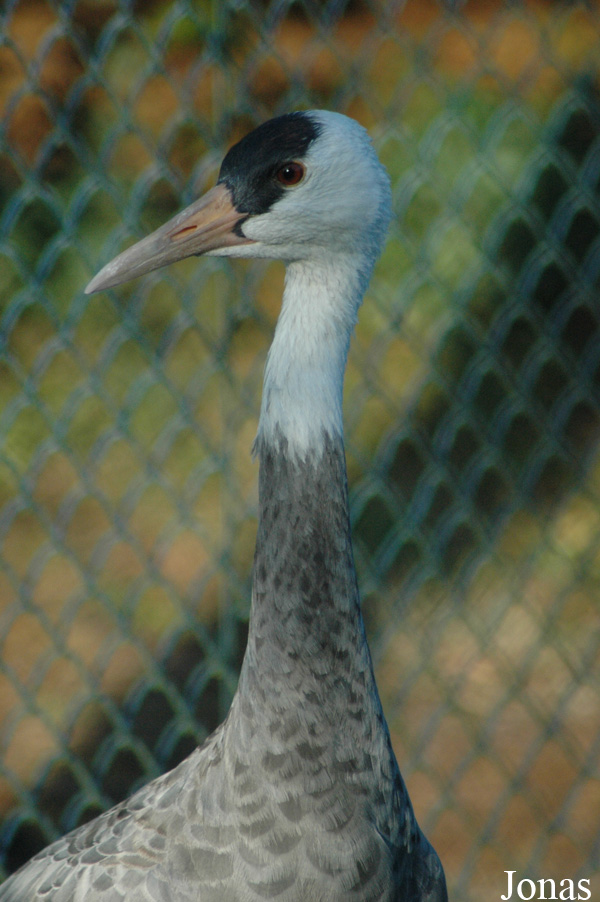 Vogelpark Walsrode