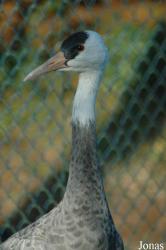 Vogelpark Walsrode