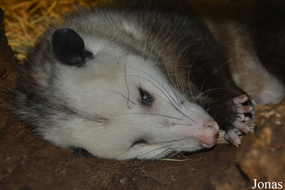 Louisville Zoo